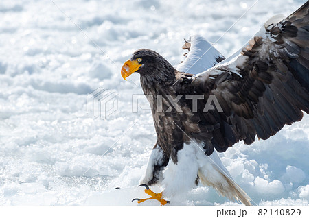 知床　冬 82140829