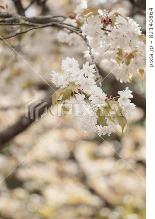 中将姫誓願桜クロースアップ縦構図 82140864