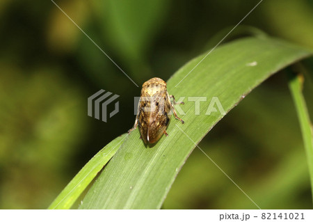 ホシアワフキ 82141021