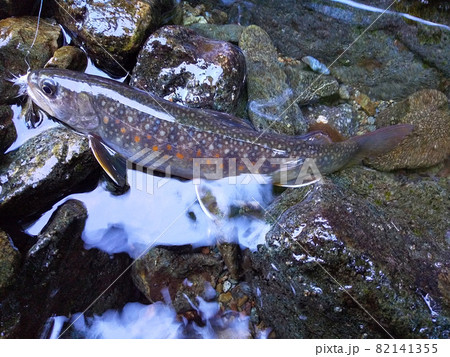 桂川支流の沢でフライフィッシング。綺麗なイワナが釣れた 82141355