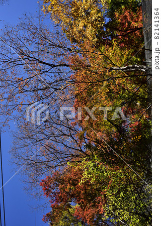空から降って来るような紅葉 空から降って来るような紅葉 82141364