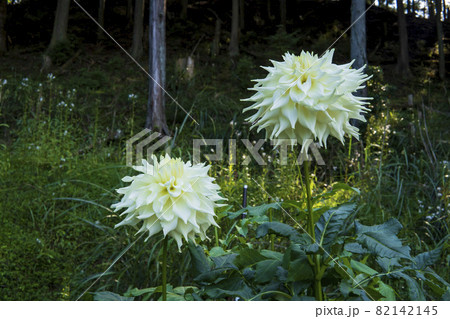 白いダリア 白蝶 両神山麓花の郷ダリア園 日本埼玉県の写真素材