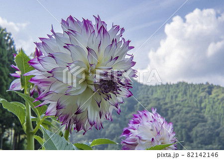 青い空に花びらの先が紫のダリア 風の調べ 両神山麓花の郷ダリア園 日本埼玉県の写真素材