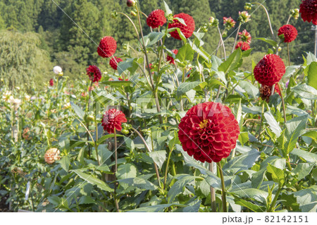 ボール咲きの赤いダリア レッドスター 両神山麓ダリア園 日本埼玉県の写真素材