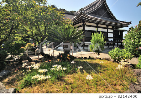 橘寺本堂と白いヒガンバナ【奈良県高市郡明日香村】 橘寺本堂と白いヒガンバナ【奈良県高市郡明日香村】 82142400
