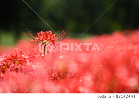 彼岸花のイメージ 82142441