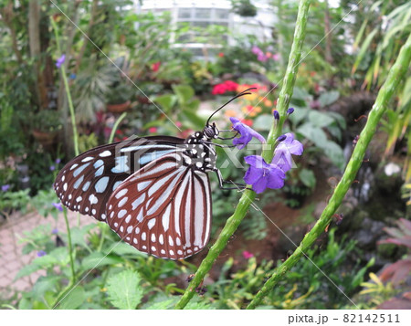 リュウキュウアサギマダラ 82142511