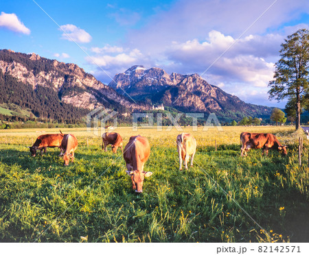 ドイツ ロマンテイック街道 フユッセン 山脈とノイシュヴァンシュタイン城と牛の夕景 ドイツ ロマンテイック街道 フユッセン 山脈とノイシュヴァンシュタイン城と牛の夕景 82142571