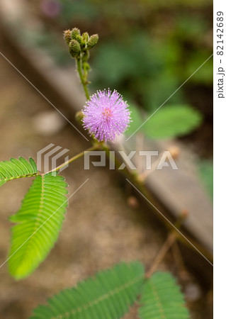 オジギソウのピンクの花 82142689