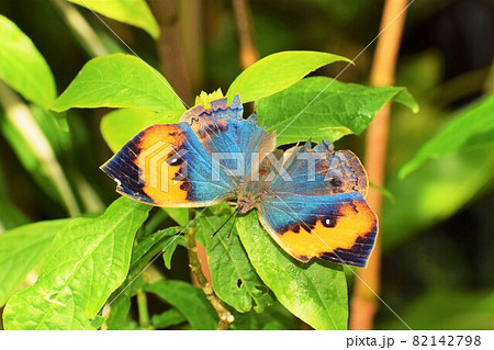 コノハチョウ 82142798