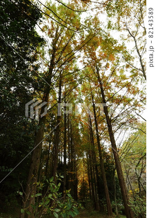 秋の紅葉の風景　黄色く紅葉したメタセコイア 82143589