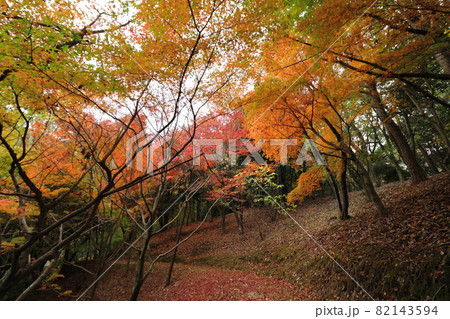 秋の紅葉の風景 赤いもみじなどの紅葉と落ち葉の散策路 秋の紅葉の風景 赤いもみじなどの紅葉と落ち葉の散策路 82143594