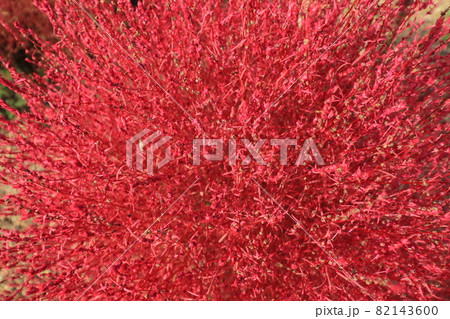 秋の紅葉の風景　赤くなったコキアのアップ 82143600
