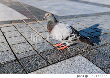 【鳥】地面の上に立っている鳩 カワラバト 【鳥】地面の上に立っている鳩 カワラバト 82143762
