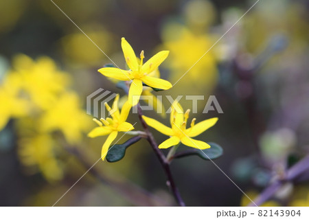 コロキアの花 82143904