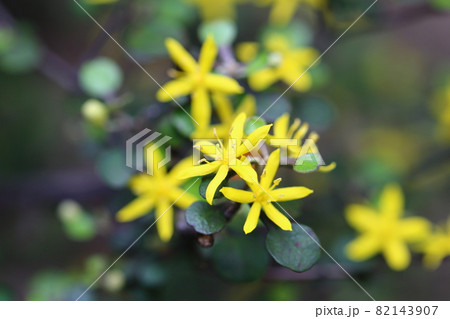 コロキアの花 コロキアの花 82143907