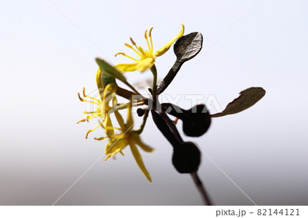 コロキアの花 82144121