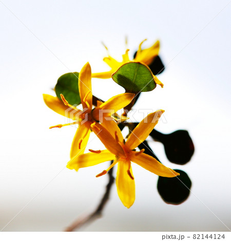 コロキアの花 コロキアの花 82144124