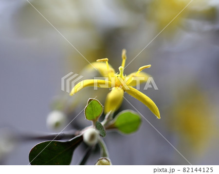 コロキアの花 コロキアの花 82144125