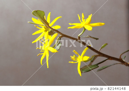 コロキアの花 82144148