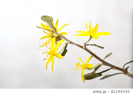 コロキアの花 82144150