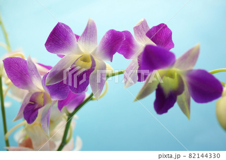 薄紫のデンファレ 薄紫のデンファレ 82144330