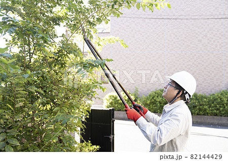 庭木の枝切りをする造園業の作業員 82144429