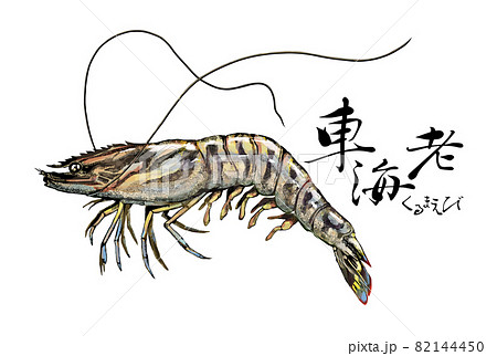 生物細密画（水彩）「クルマエビ」
