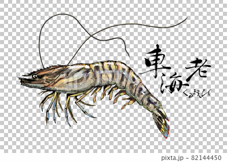 車海老のイラスト - 背景透過 - 切り抜かれています 車海老のイラスト - 背景透過 - 切り抜かれています 82144450