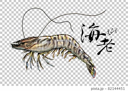 Illustration of prawns ――Transparent background ――Cut out 82144451