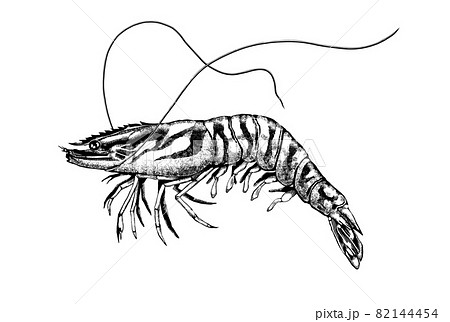 生物細密画（水彩）「クルマエビ」 生物細密画（水彩）「クルマエビ」
