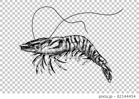 車海老のイラスト - 背景透過 - 切り抜かれています 82144454