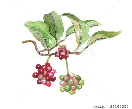 美男かずら　サネカズラ 82145035