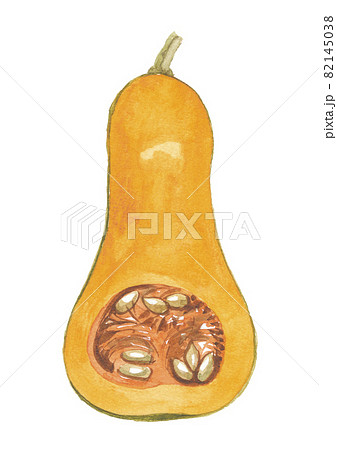 バターナッツかぼちゃ　断面 82145038