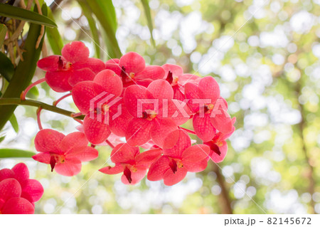 spring red orchids flower on a green and white bokeh background.orchid flowers taken at an exhibition in Thailand during the day time.selective focus. 82145672