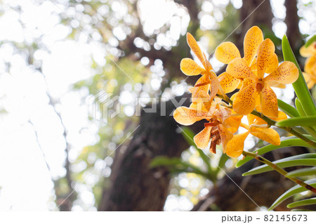 spring yellow orchid flower on a white and green bokeh background.spring orchid flower taken at an exhibition in Thailand during the day time.selective focus,copy space. 82145673