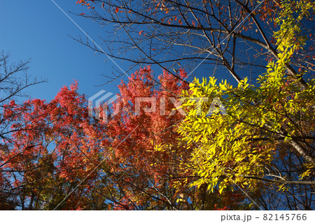 青空に赤黄 彩り豊かな樹木 秋の紅葉 82145766