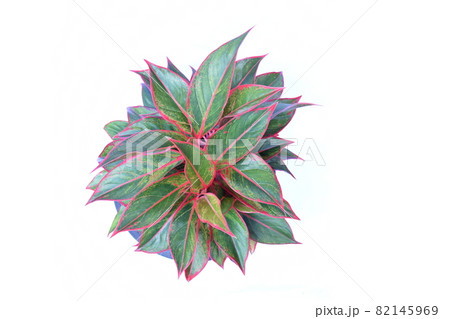 Top view of green house plant isolated on white background Top view of green house plant isolated on white background 82145969