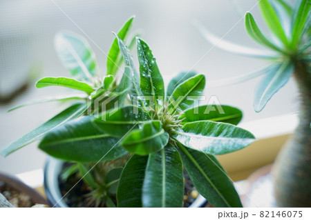 パキポディウムの資料写真 パキポディウムの資料写真 82146075