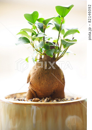 ガジュマルの鉢植え ガジュマルの鉢植え 82146092