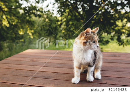Beautiful tricolor cat walking on brown wooden terrace outdoor 82146428
