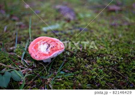 苔と赤いキノコ 82146429