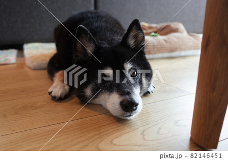 伏せをする黒柴犬 伏せをする黒柴犬 82146451