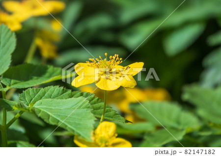 Spring yellow flowers - anemone ranunculoides, the yellow anemone, yellow wood anemone or buttercup anemone 82147182
