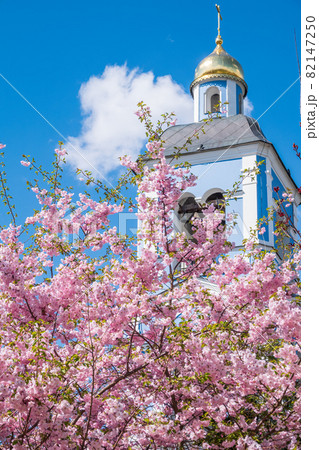 Lush blooming pink sakura blossoms on blue sky and church background 82147250