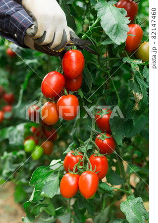 Farmer hands picking crop of red plum tomatoes 82147460