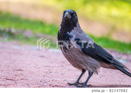 Black crow walks on green lawn. Raven on grass. Wild bird on meadow. Black crow walks on green lawn. Raven on grass. Wild bird on meadow. 82147682
