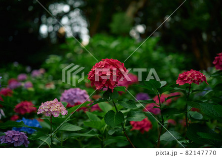 紫陽花-4 紫陽花-4 82147770