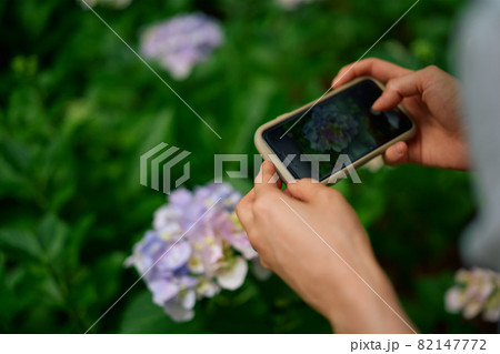 紫陽花-6 82147772