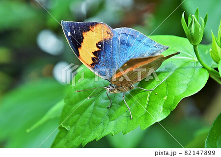 コノハチョウ 82147899